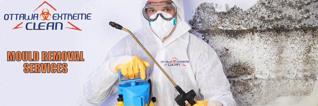Mould removal ottawa