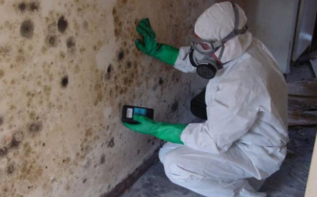 mold in basement Ontario